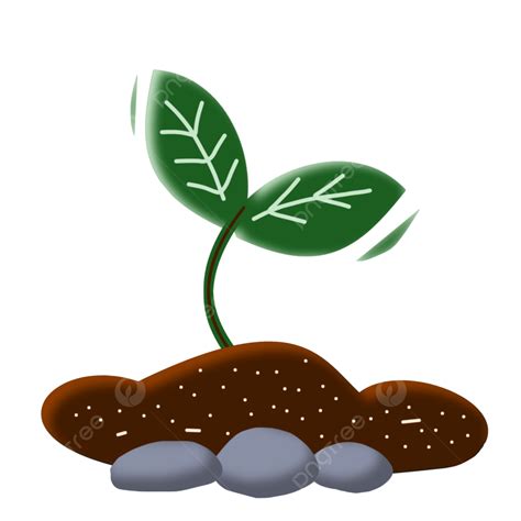 Una Planta Simple En El Suelo Con Piedra PNG Planta Verde Piedra