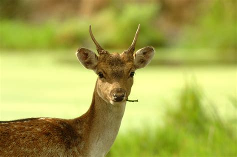 Fallow Deer The British Deer Society