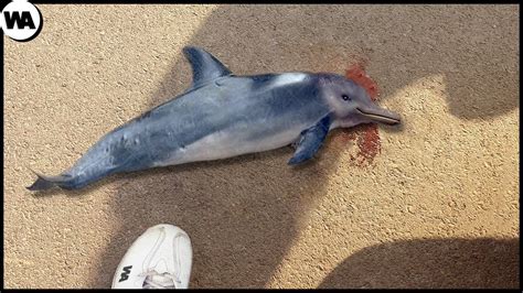 Newborn Dolphin