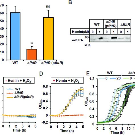 FhtR Binds Heme A UV Visible Absorption Spectra Of MBP FhtR As