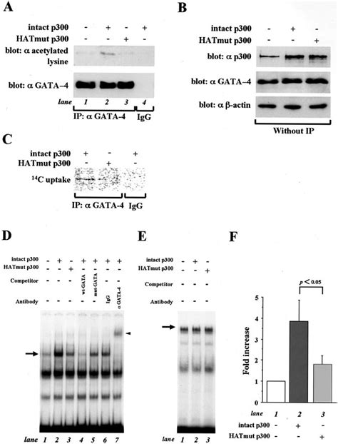 Histone Acetyltransferase Hat Activity Of P Is Required For