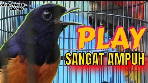 MURAI BATU GACOR SANTAI DI PAGI DAN SORE HARI PANCINGAN YouTube