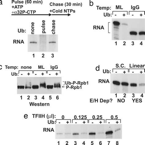 Model Diagram Of Brca Repression Of Transcription Brca Binds