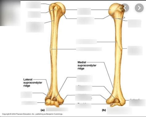 Humerus Osteology Diagram Quizlet