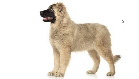 Caucasian Shepherd Training Guide