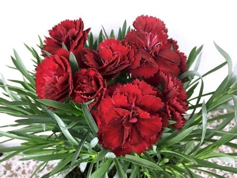 Гвоздика Colores Sangria (срез/3 шт) - Завод ФЛОРА