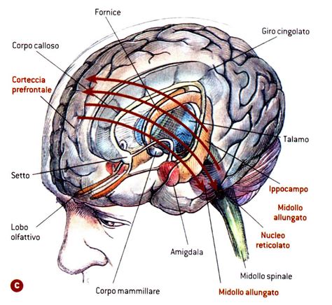 Didattica E Cervello 2016