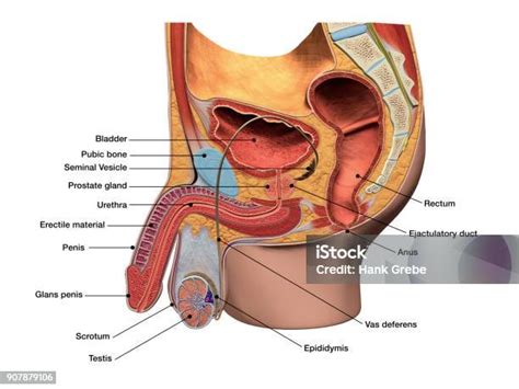 Male Reproductive System In Sagittal Section Labeled 3d Diagram Of