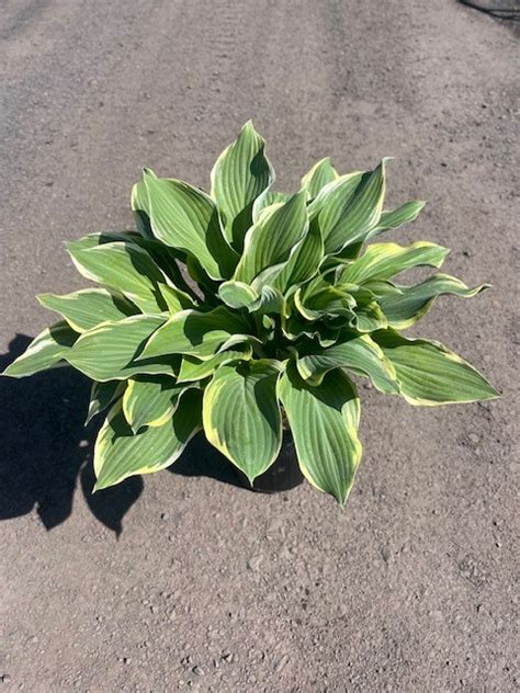 Hosta Regal Splendor Regal Splendor Plantain Lily Feeney S