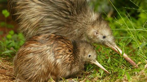 Native New Zealand Birds Kayak New Zealand