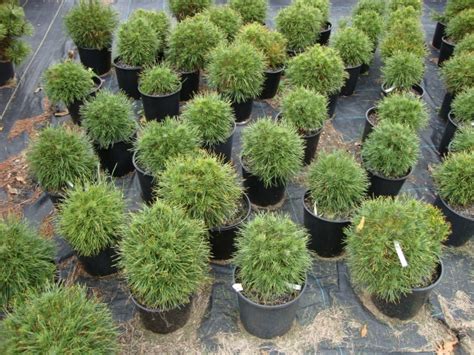 Grafted Specialties - Pinus-sylvestris-‘Green-Penguin’-–-Dwarf-Green ...