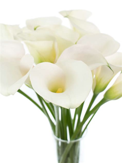 Calla „Captain Ventura“ weiß - Blumigo