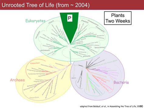 Bis C Lecture Microbial Diversity Ppt