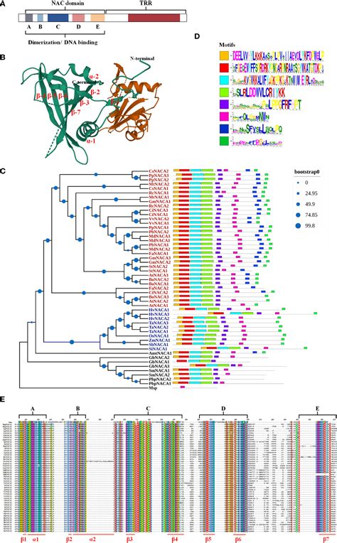 Frontiers The Nac Transcription Factors Play Core Roles In Flowering