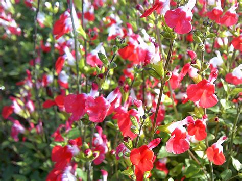 When And How To Cut Back Salvia Hot Lips Plant Caring Guide The Arches