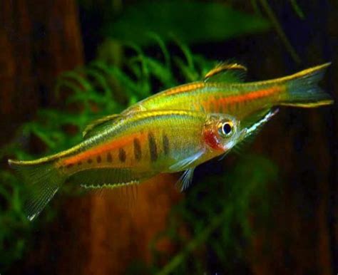 Glowlight Glolight Danio Choprae Danio Choprai Arizona Aquatic Gardens