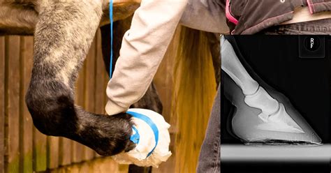 How to bandage a horses hoof - Complete 5 Step Guideline With Video