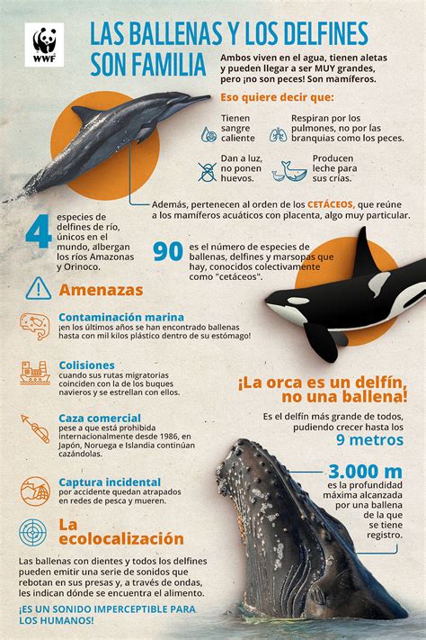 Las ballenas y los delfines dos mamíferos muy particulares WWF