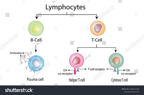 Lymphocyte Diagram