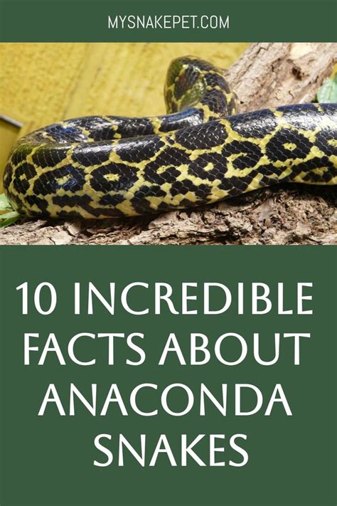 Anaconda Facts (10 Amazing Facts About Anaconda Snakes) in 2024 ...