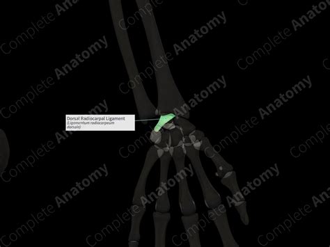 Dorsal Radiocarpal Ligament (Left) | Complete Anatomy