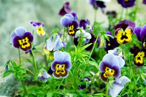 Viola tricolor — Stock Photo © aragami12345 #1303005