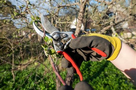 Poda De Galhos De Pera Poda Da Rvore Um Cortador Poda De Primavera