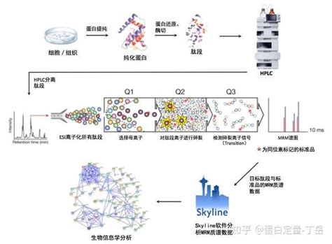 PRM蛋白绝对定量革新蛋白质组学的定量方法 知乎