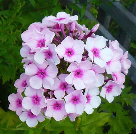 Photo Of The Bloom Of Garden Phlox Phlox Paniculata Bright Eyes