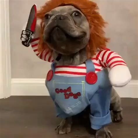 Chucky Dog Costume - Best Costumes for Small Dogs | Funny animals, Cute ...