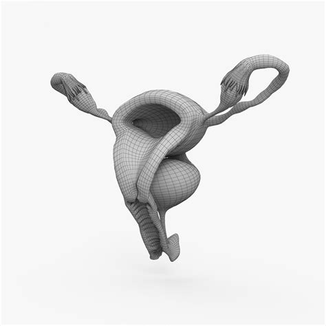 Female Reproductive 3d Model Turbosquid 1679927