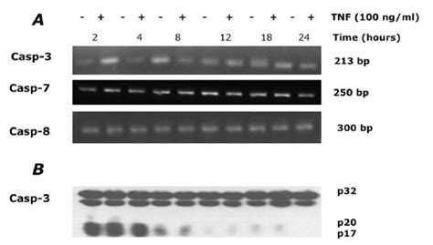 Pcr Analysis A For Caspase And And Western Blot Analysis B