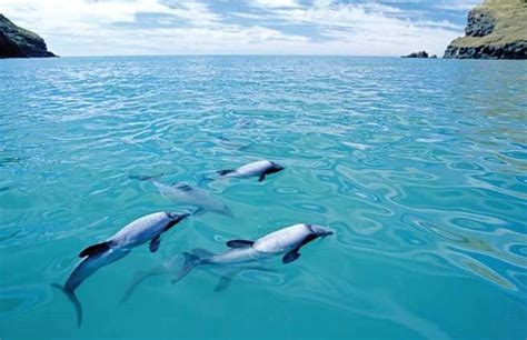 Maui Dolphin - Endangered Species Spotlight