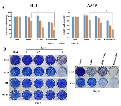 Cell Viability Assessment After Dl355 Infected And Combination Therapy