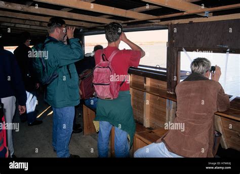 Birders with binoculars at wildlife observation post, England Stock Photo - Alamy