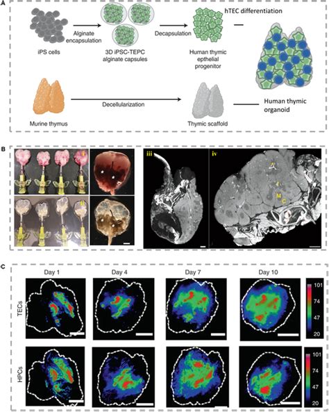 Biomimetic Gland Models With Engineered Stratagems Research