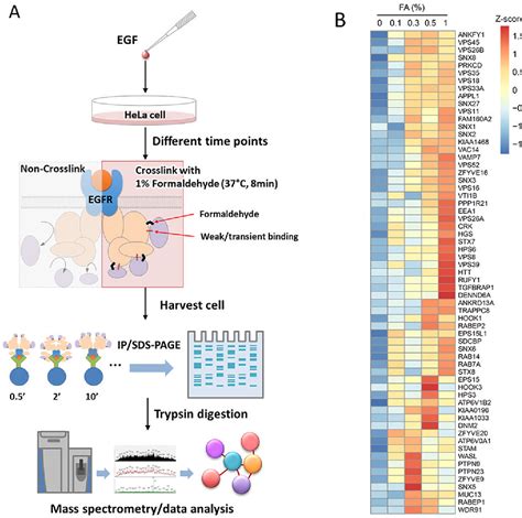 Figure From A Cross Linking Aided Immunoprecipitation Mass