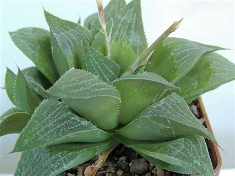 Haworthia Magnifica Mundo De Suculentas 2024