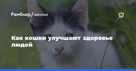 Раскрыто, как кошки улучшают здоровье людей - Рамблер/женский