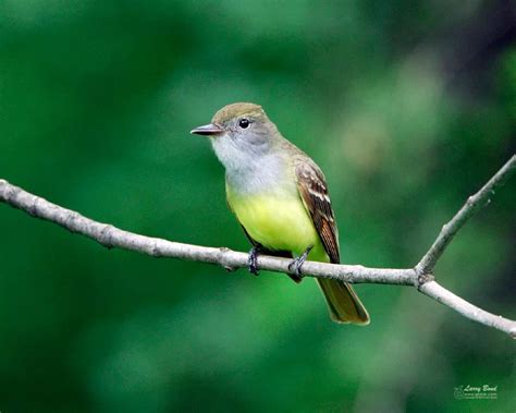 Great Crested Flycatcher - eBirdr