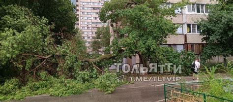 Дерево рухнуло на Фрунзе 31. | ТОЛЬЯТТИ | ВКонтакте