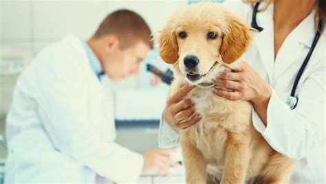 Hookworm In Dogs: Symptoms, Causes, & Treatments - DogTime