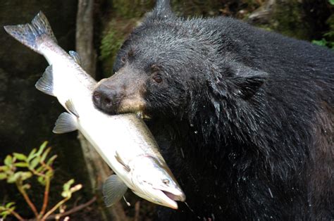 Black Bear Boreal Forest
