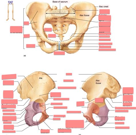 Anatomy And Physiology Lab Pelvic Girdle Diagram Quizlet