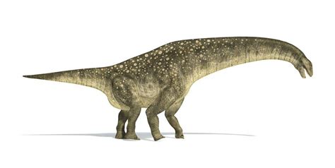 Titanosaurus Facts, Habitat, Diet, Fossils, Pictures