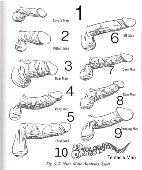 Muscles Of The Anterior Forearm Flexion Pronation 41 Off