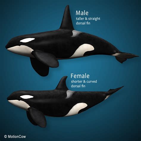 Orca (Killer Whale) Family – MotionCow