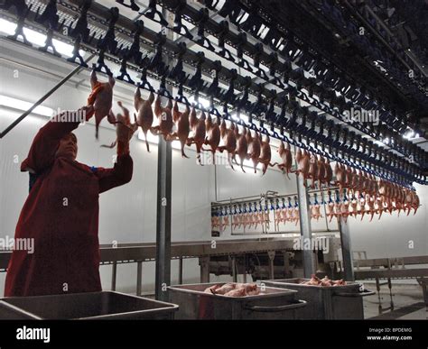 Abattoir High Resolution Stock Photography And Images Alamy