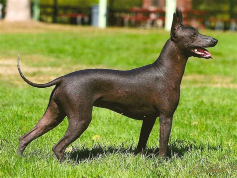 Xolo Dog Size at William Frazier blog