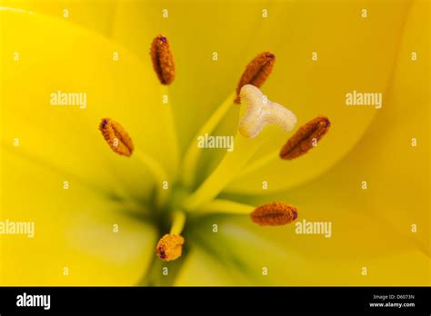 Close Up Of Pistil And Stamens Of Yellow Lily Stock Photo Alamy